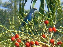 Blue-Gray Tanager